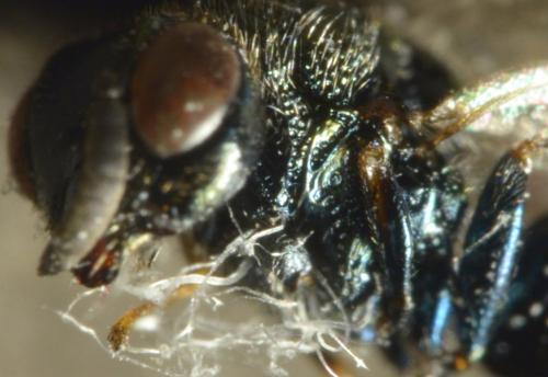 Perilampus sp.